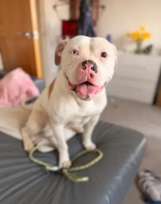 American Bulldog Puppies