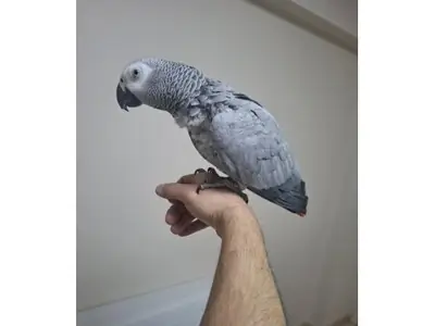 Этот разговорчивый африканский серый попугай, привыкший к домашней обстановке, ищет новую семью.