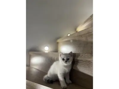 这只性格温顺的英国短毛猫幼崽正在等待它的新主人。