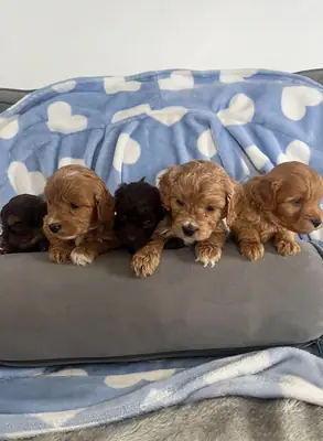 F1 Cockapoo'lar