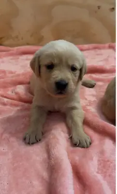 KC Kayıtlı Labrador Retriever.