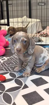 Preciosos cachorros de perro salchicha miniatura