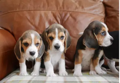 Quality Health Tested Beagle Puppies