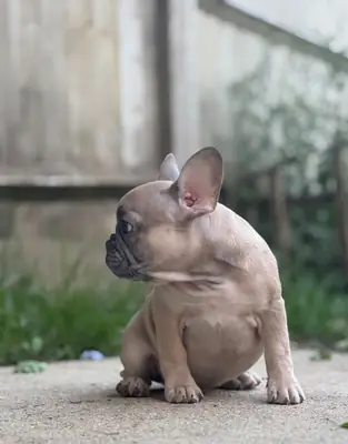 Chiot Bouledogue Français inscrit au Kennel Club, en parfaite santé