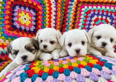❤️🐶Потрясающие щенки ши-тцу