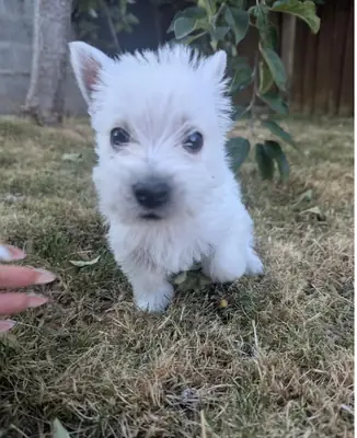  Beautiful West Highland Terrier Puppies 