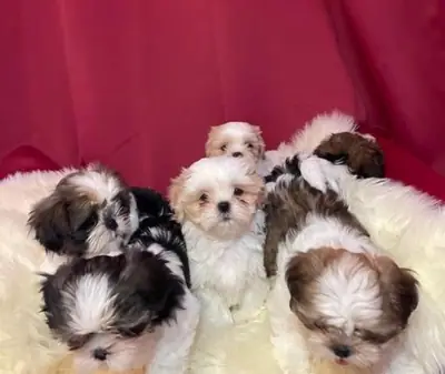 Tenemos cachorros Shih Tzu, machos y hembras