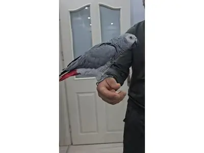 Social African Grey Parrot looking for a patient new home