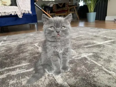Calm British Shorthair kitten raised in a quiet home