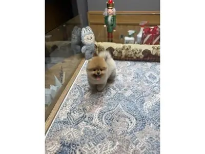 White Pomeranian puppy with friendly temperament