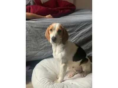 Energetic Beagle searching for an active family