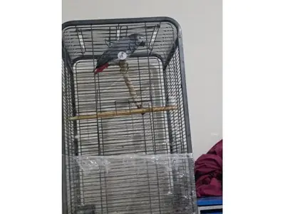 Curious African Grey Parrot seeking a calm and patient home