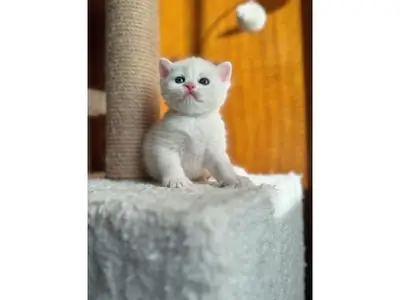 Gentle British Shorthair kitten raised in a family environment