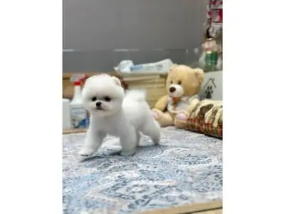 White Pomeranian puppy with a playful and attentive nature
