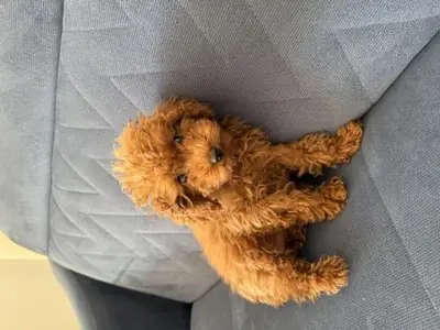 Brown Poodle looking for a stable and caring family