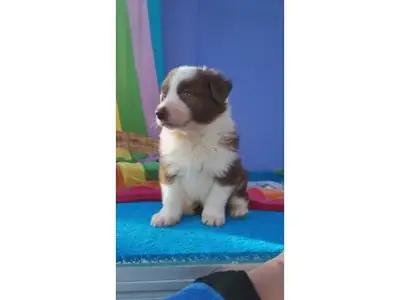 Energetic Border Collie with strong learning ability