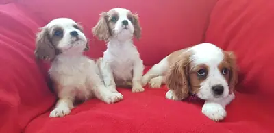 Chiots Cavalier King Charles Spaniel (mâle et femelle) à donner.