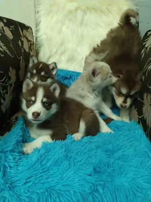 Chiots Husky sibérien (mâle et femelle) à donner