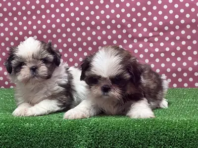 Shih Tzu puppies (male and female) available for adoption