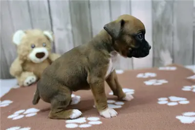 Cachorros de bóxer (machos y hembras) en adopción