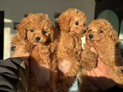 Chiots Caniche à donner