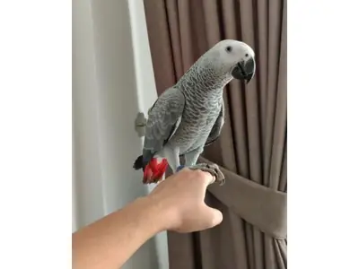 Очень внимательный серый попугай, привыкший жить с людьми.