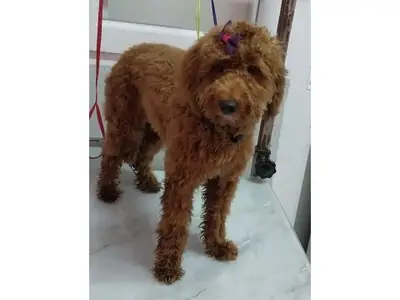 Calm and intelligent brown poodle for adoption