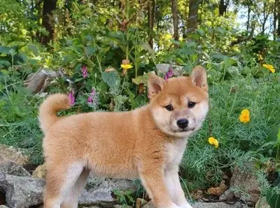 Jeune Shiba Inu curieux et indépendant