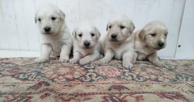 Golden Retriever puppies for adoption