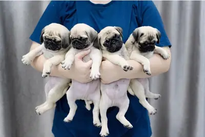 Chiots Carlin (mâle et femelle) à donner