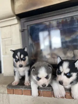 Cachorros de husky siberiano (machos y hembras) en adopción