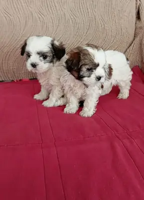 Cachorros Shih Tzu (machos y hembras) en adopción