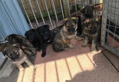 cachorros de pastor alemán