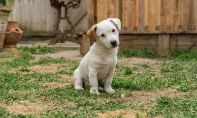Jack Russell yavruları