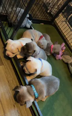 Cachorros de bulldog francés 😍😍 REGISTRADOS EN EL KC