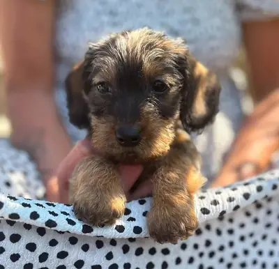 LISTO Hermoso perro salchicha miniatura de pelo duro