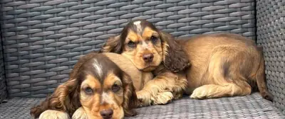 Muhteşem, üstün kaliteli, gösteri tipi Cocker Spaniel
