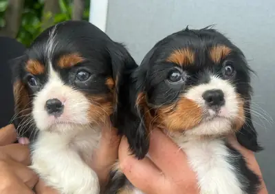 Beautiful cavalier King Charles puppies 🩷💙