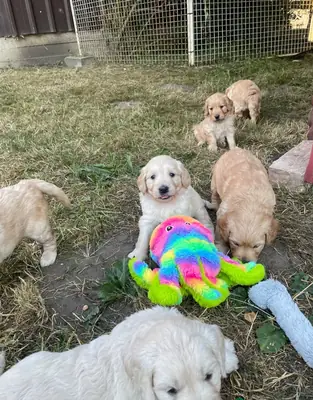 Mini Goldendoodles. Pedigree health tested parents