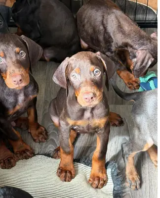 KC kayıtlı sağlık testinden geçmiş Dobermanlar şimdi hazır.