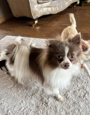 Adorables petits chiots Chihuahua
