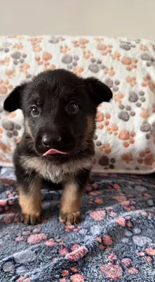 Stunning health tested german shepherds