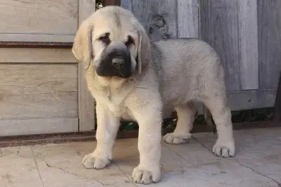 Regalo mastiff mastines españoles WhatsApp..+34631898680 