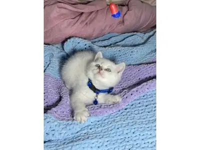 性格温顺的英国短毛猫