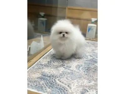 Chiot poméranien blanc joueur et très sociable