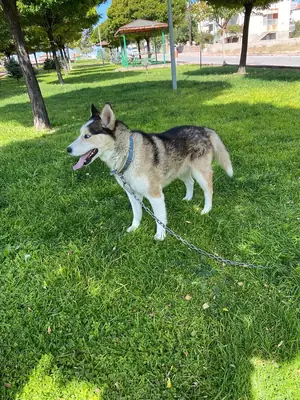 Jeune Husky curieux habitué aux promenades quotidiennes