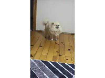 Pequeño pomerania blanco muy sociable busca familia