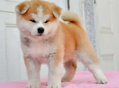 Любопытный молодой акита-ину, привыкший к ежедневным прогулкам.