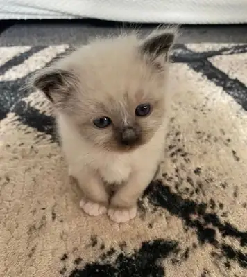Chaton Ragdoll 💙