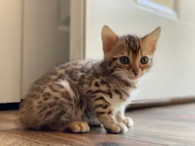 Очаровательный бенгальский котенок